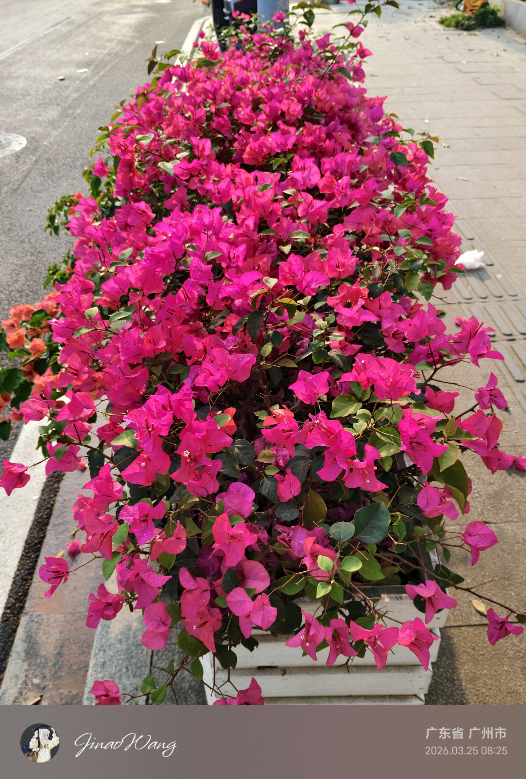 花丛三角梅