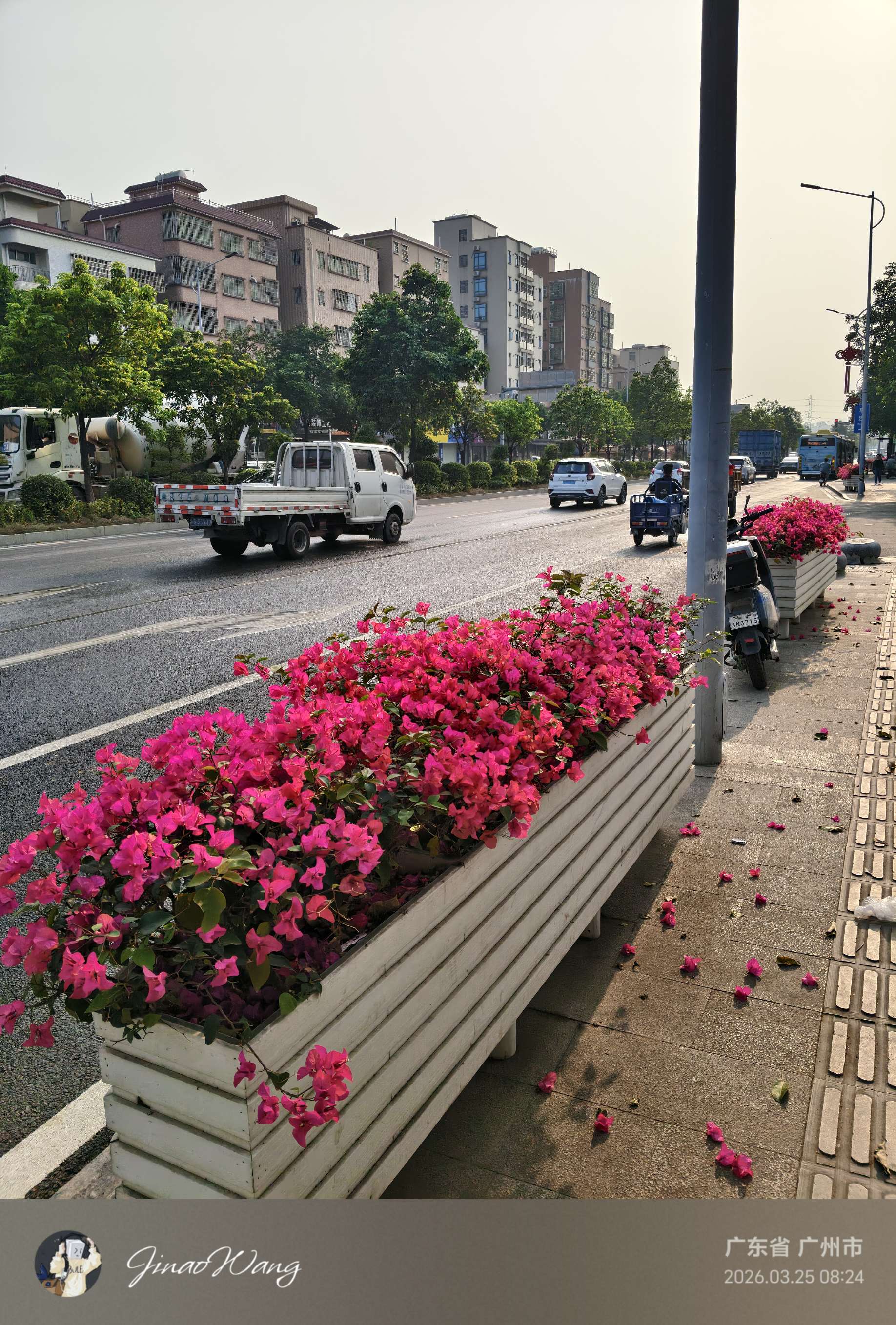 路边三角梅